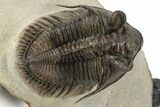 Amazing, Tower Eyed Erbenochile Trilobite - Morocco #241438-1